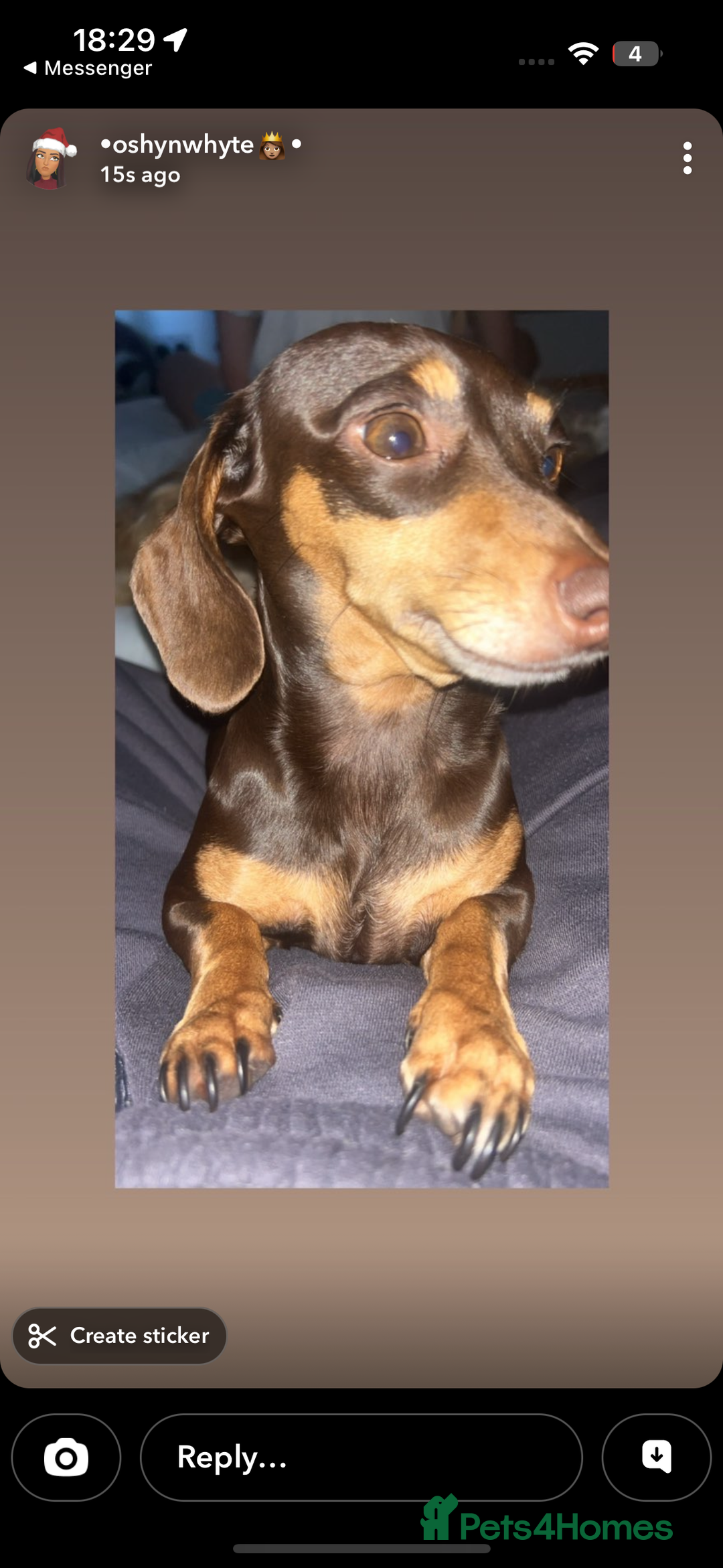 Dachshund dogs for sale: Miniature dachshund puppies for sale  - Advert 2