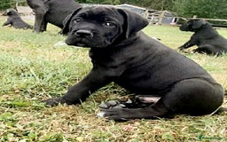 Cane Corso dogs for sale: Beautiful cane Corso puppies  - Image 9