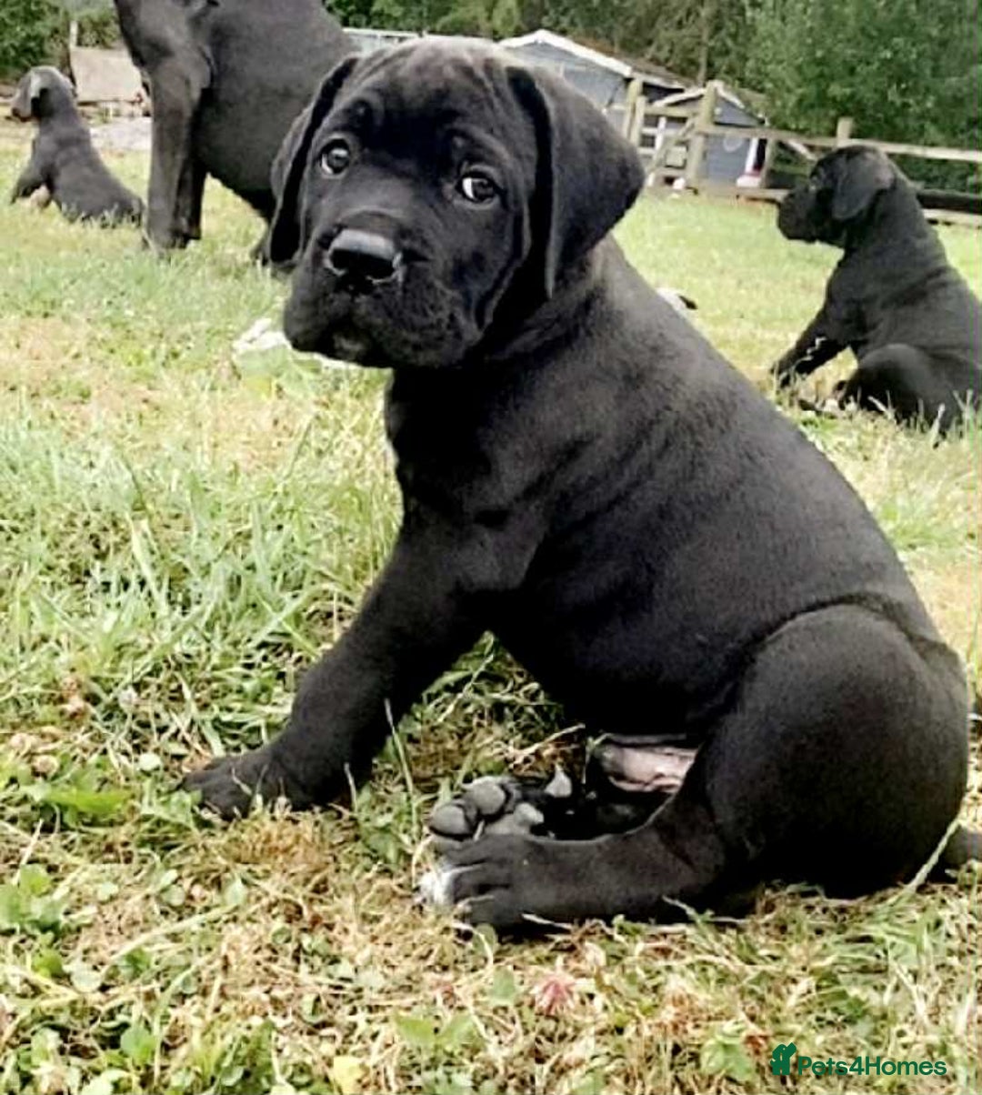 Cane Corso dogs for sale: Beautiful cane Corso puppies  - Image 9