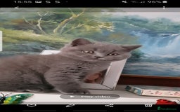 British Shorthair cats for sale:  beautiful boy and very active  - Image 3