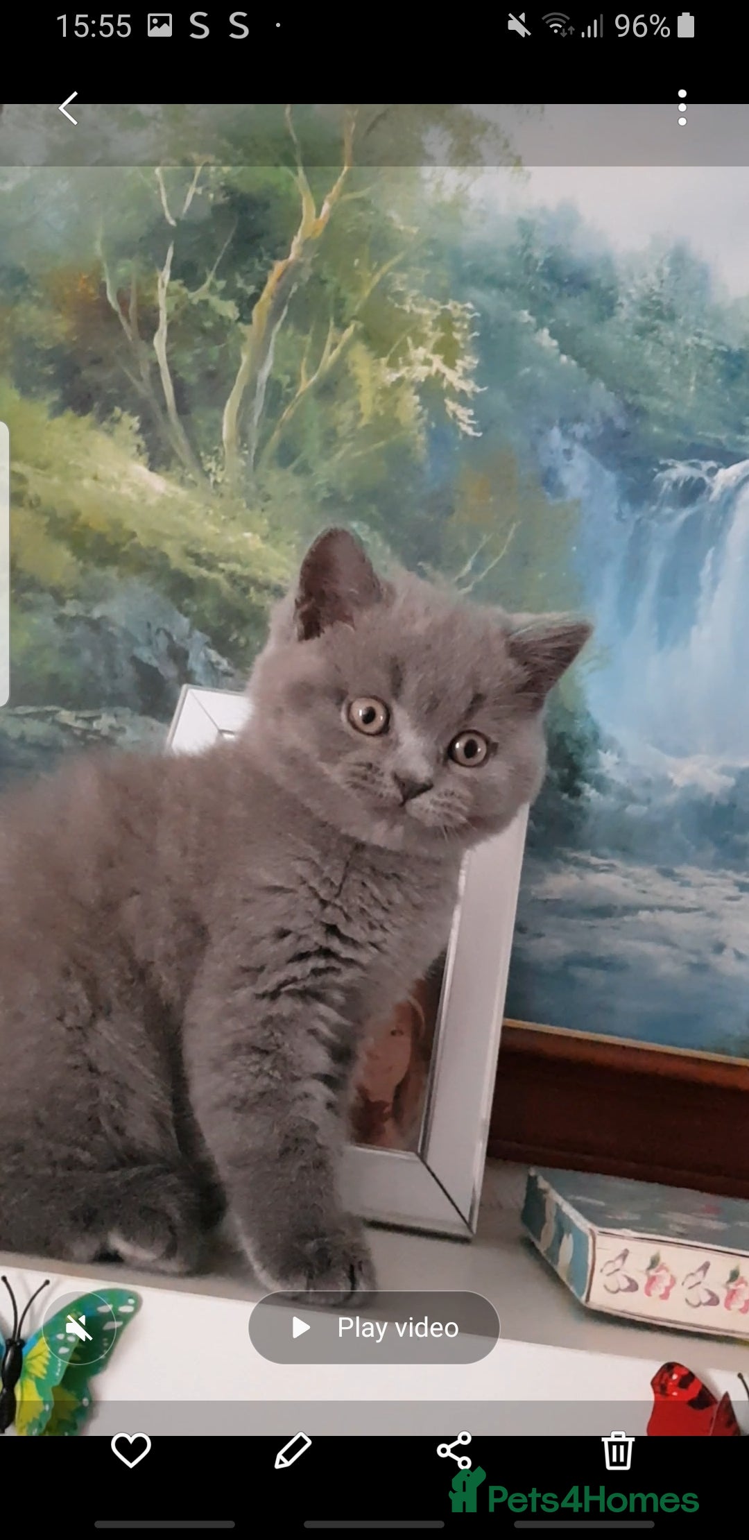 British Shorthair cats for sale:  beautiful boy and very active  - Image 3