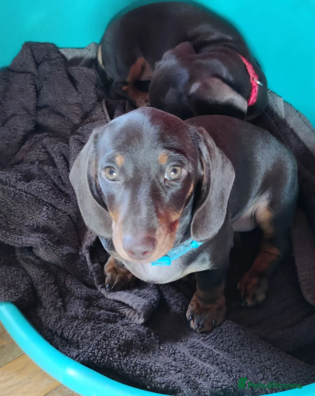 Miniature Dachshund dogs for sale: Beautiful Miniature Dachshund Puppy - 1 left! - Advert 1