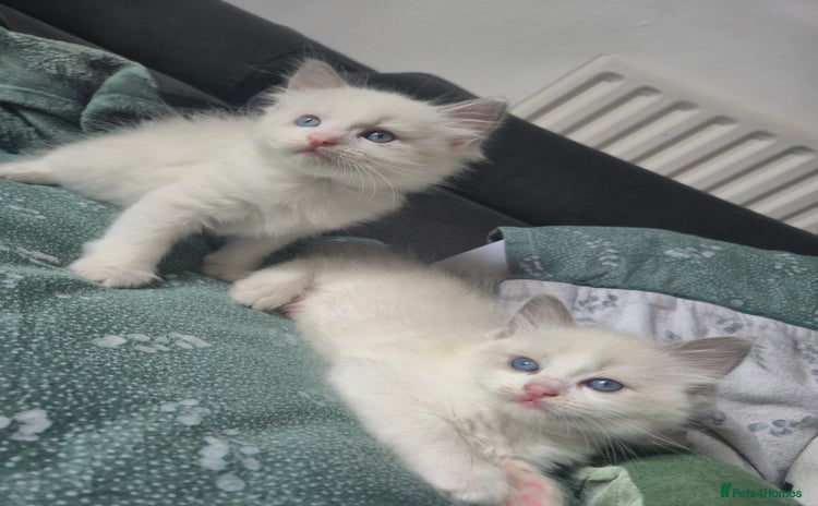 Mixed Breed cats - Advert 8