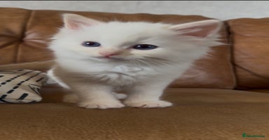 Ragdoll cats - Advert 14