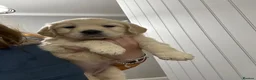 Golden Retriever dogs for sale: Fantastic Golden Retrievers in Llanrwst - Advert 7