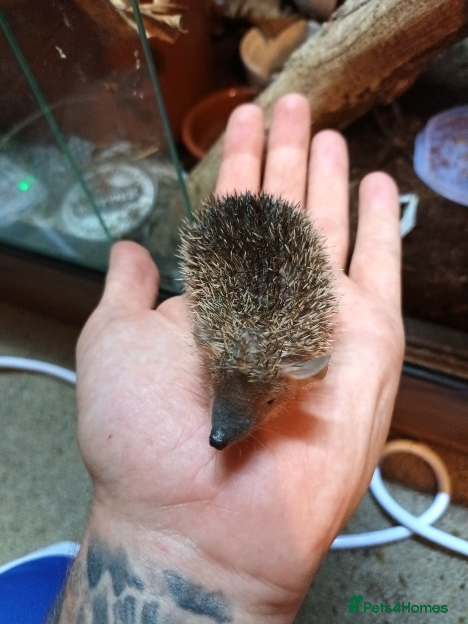 Mixed Breed reptiles Lesser Hedgehog Tenrecs - Advert 1