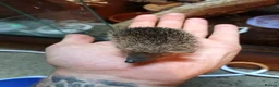 Mixed Breed reptiles for sale: Lesser Hedgehog Tenrecs - Advert 1