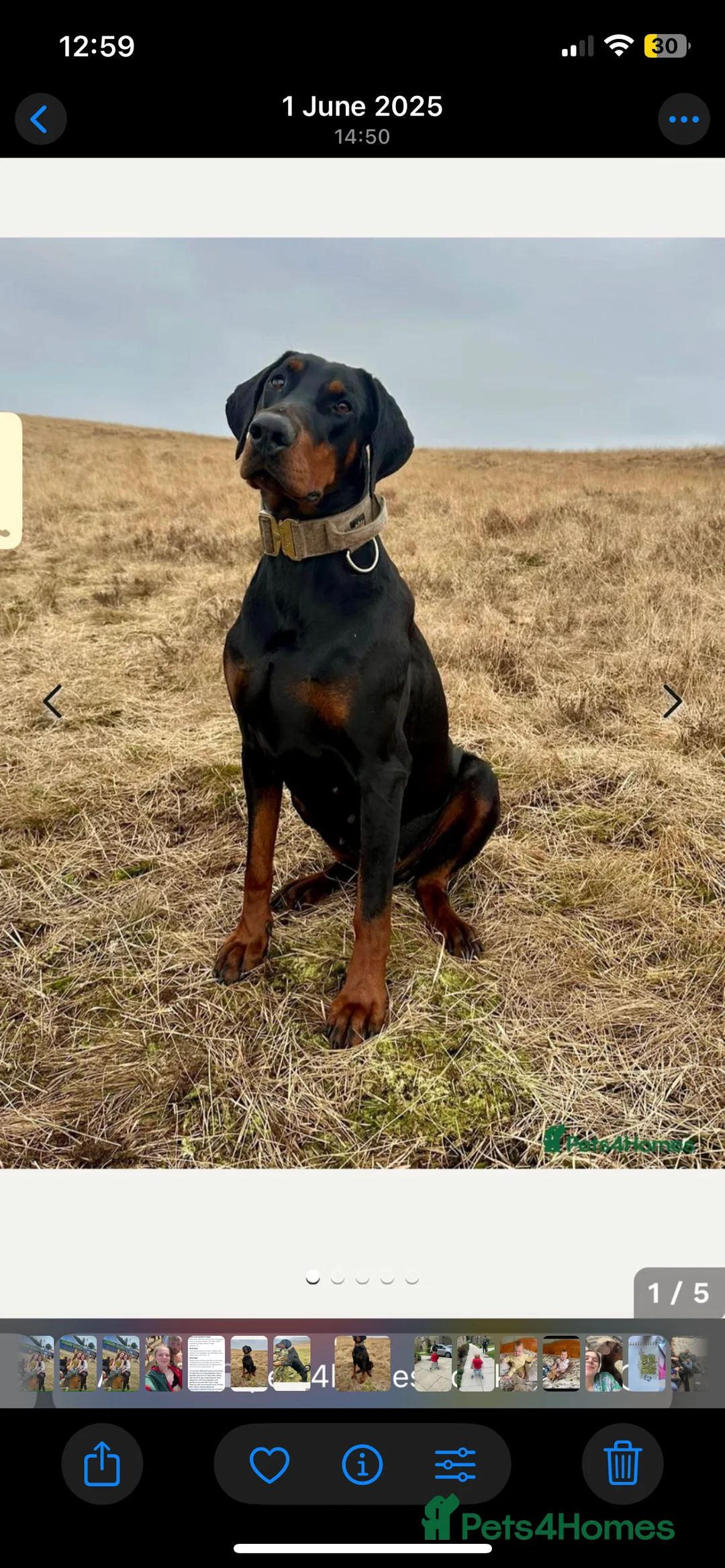 Dobermann dogs for sale: dobermann pinscher - Advert 4