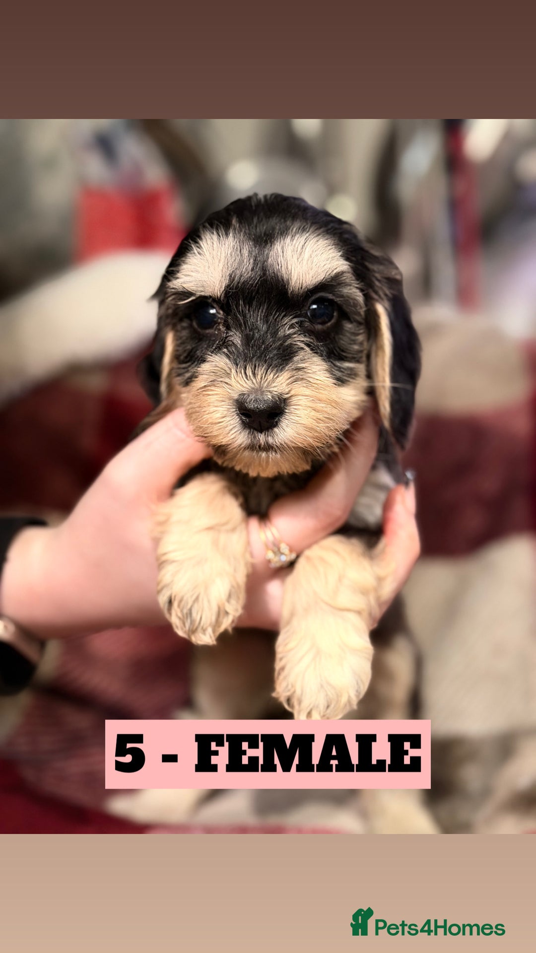 Cockapoo dogs for sale: BEAUTIFUL F2 COCKAPOO PUPPIES - 4 BOYS AND 4 GIRLS - Advert 14