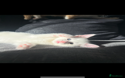 Turkish Angora cats for sale: Ginger white Turkish angora kittens 🥰 - Image 8
