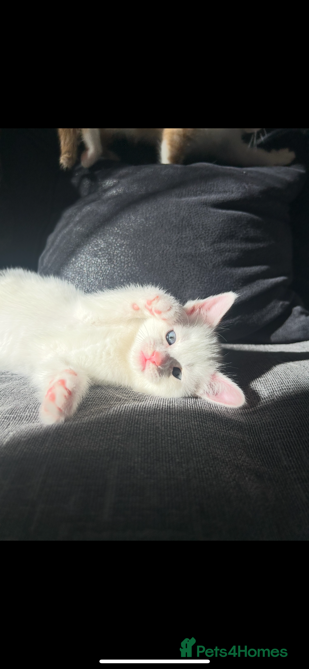 Turkish Angora cats for sale: Ginger white Turkish angora kittens 🥰 - Image 8