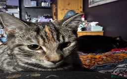 Domestic Shorthair cats for sale: Two tabby cats - Image 1