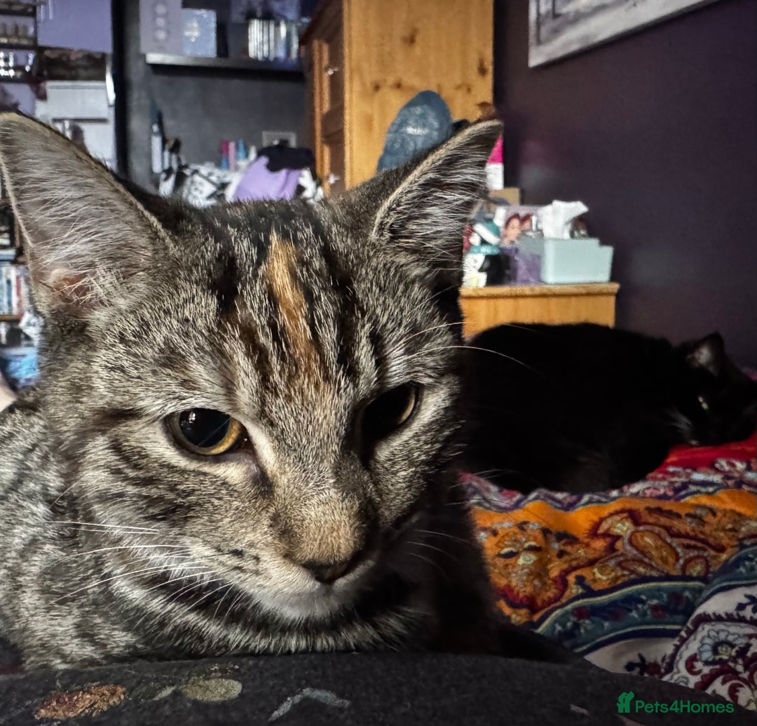 Domestic Shorthair cats for sale: Two tabby cats - Image 1