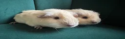 Guinea Pig rodents for sale: Baby guinea pigs mixed breeds  - Advert 2