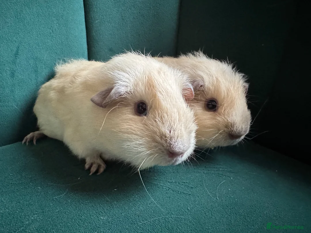 Guinea Pig rodents for sale: Baby guinea pigs mixed breeds  - Advert 2