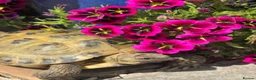 Tortoise reptiles for sale: Horsefield Tortoise  in Barnoldswick - Advert 2