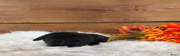 Mini Lop rabbits for sale: Mini lop Stoke on trent  - Advert 3