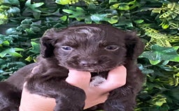 Cocker Spaniel dogs for sale: Cocker Spaniel Puppies  - Image 3