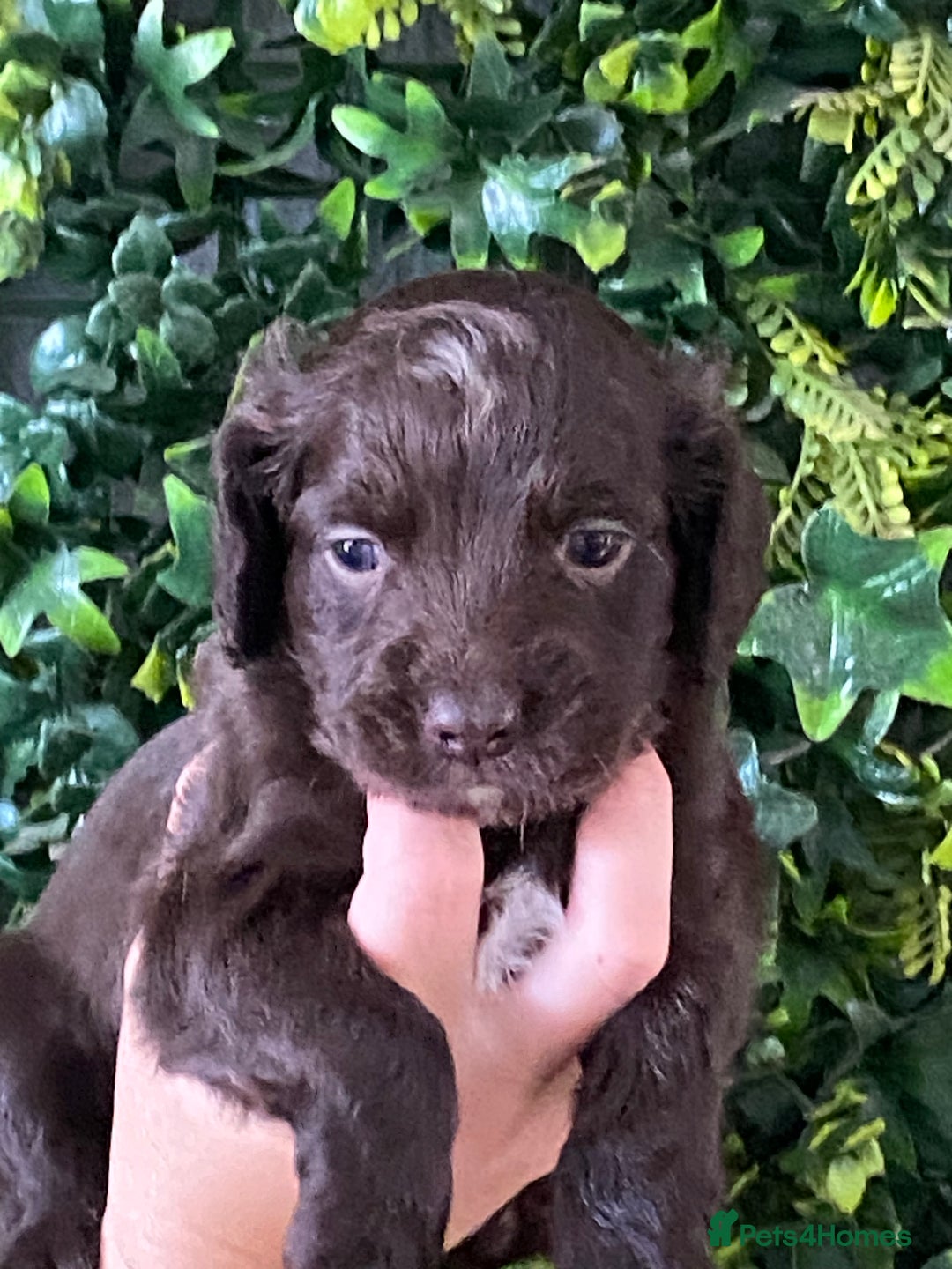 Cocker Spaniel dogs for sale: Cocker Spaniel Puppies  - Image 3