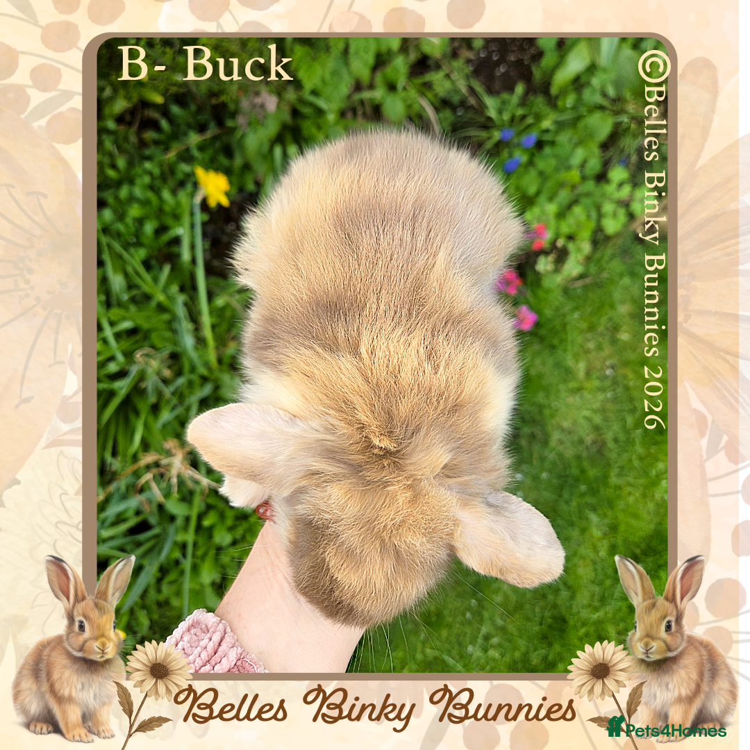 Mini Lop rabbits 🌷Pretty Baby Mini Lops 🌷 Ready 26th April 🌷 - Advert 2