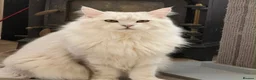 Maine Coon cats for sale: Beautiful Pedigree Kittens Looking For Loving Home - Advert 3