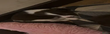 English Springer Spaniel 5