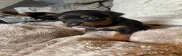 Rottweiler dogs for sale: Rottweiler Puppies - Advert 38