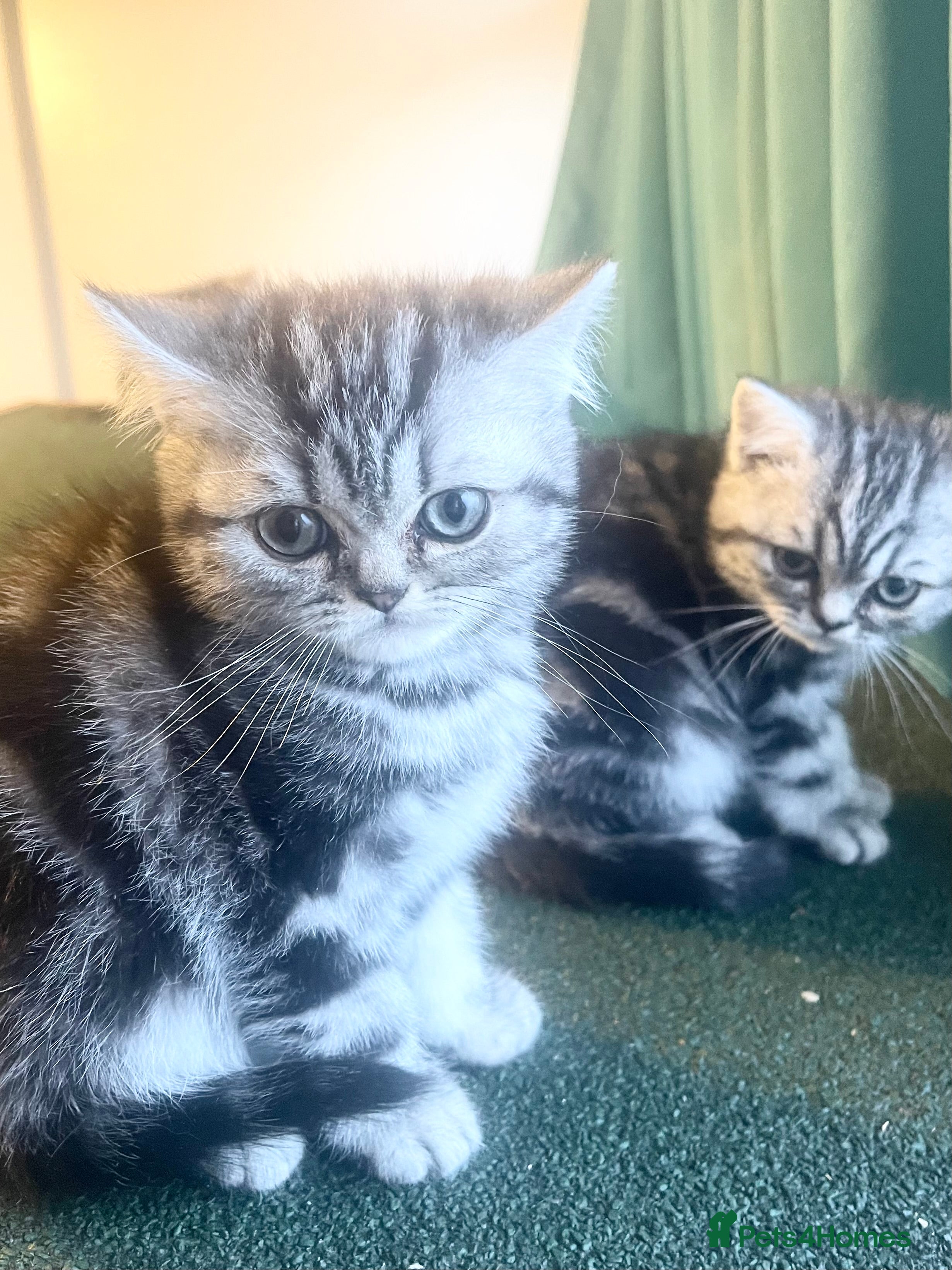 British Shorthair cats Bsh.Tabby kittens.GCCF.Available on 15.February . - Advert 17