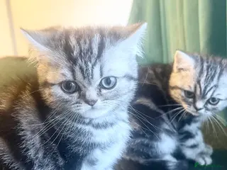 British Shorthair cats Bsh.Tabby kittens.GCCF.Available on 15.February . - Advert 14
