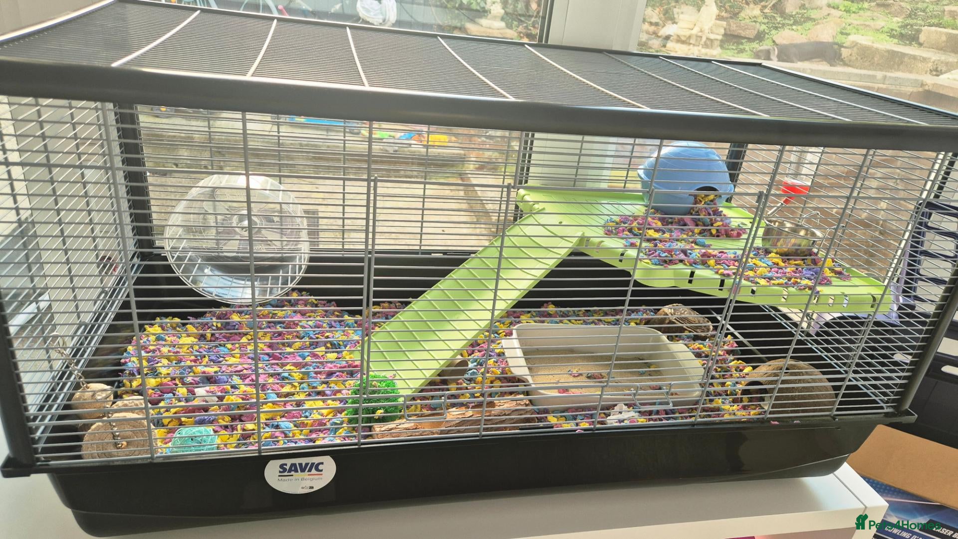 Hamster rodents Hamster and full set up available  - Advert 2