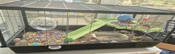 Hamster rodents for sale: Hamster and full set up available  - Advert 1