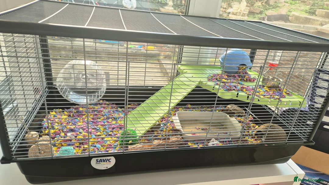 Hamster rodents for sale: Hamster and full set up available  - Advert 1