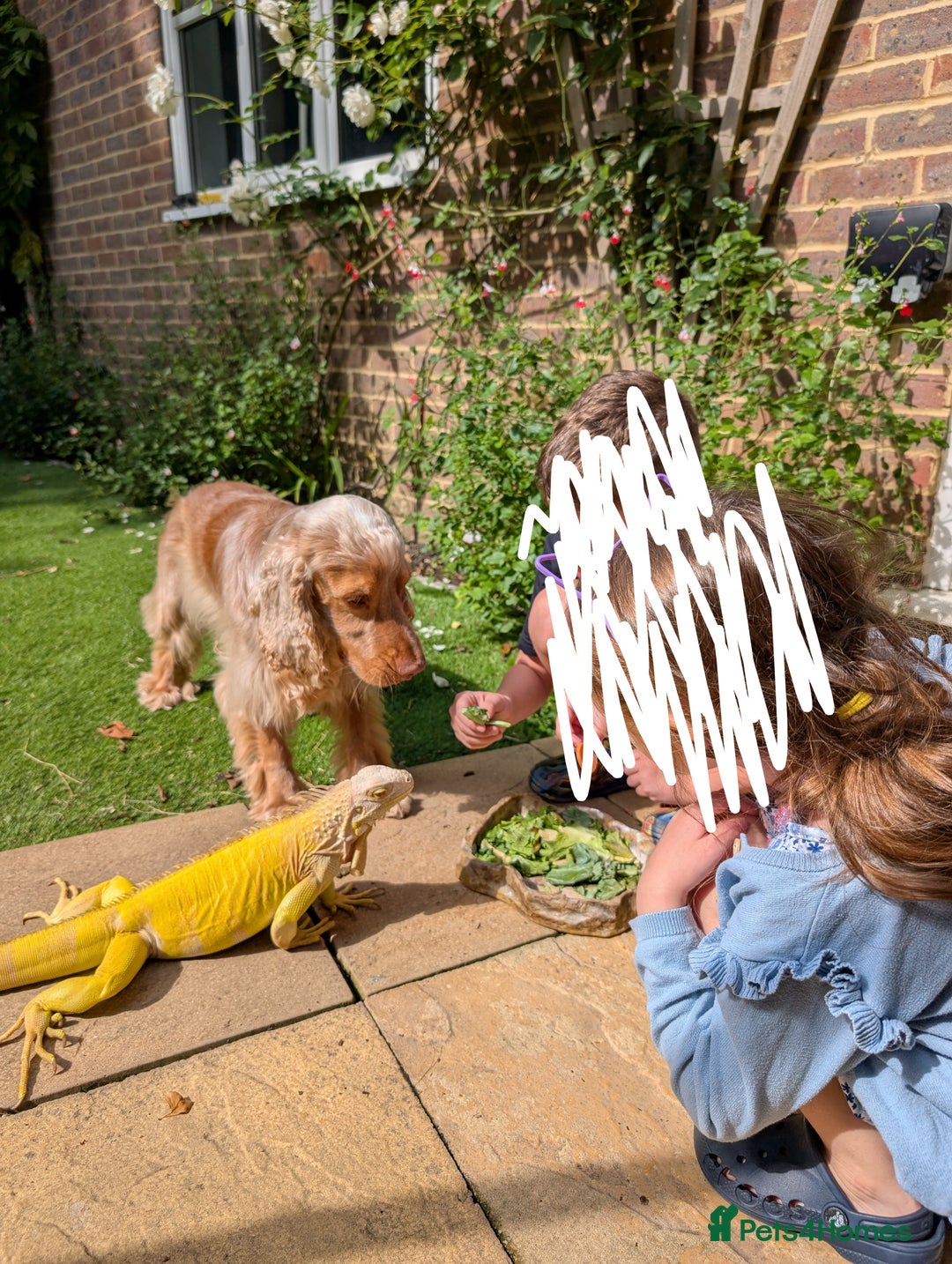 Iguana reptiles for sale: Albino Female Iguana - very friendly - Image 4