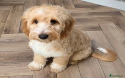 Cockapoo dogs for sale: 7 month old Benson  - Advert 3
