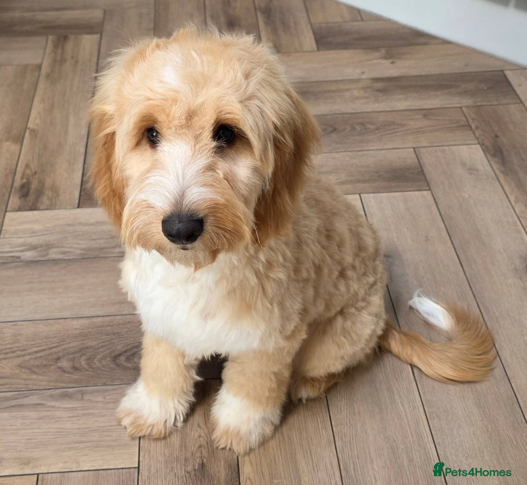 Cockapoo dogs for sale: 7 month old Benson  - Advert 3