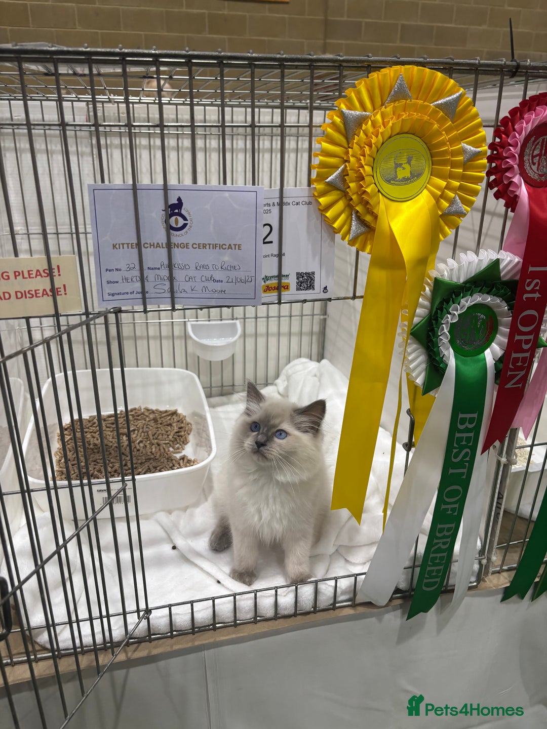 Ragdoll cats for sale:  gccf blue mitted girl simply stunning  - Advert 10