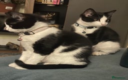 Mixed Breed cats for sale: Beautiful tuxedo kittens  - Image 9