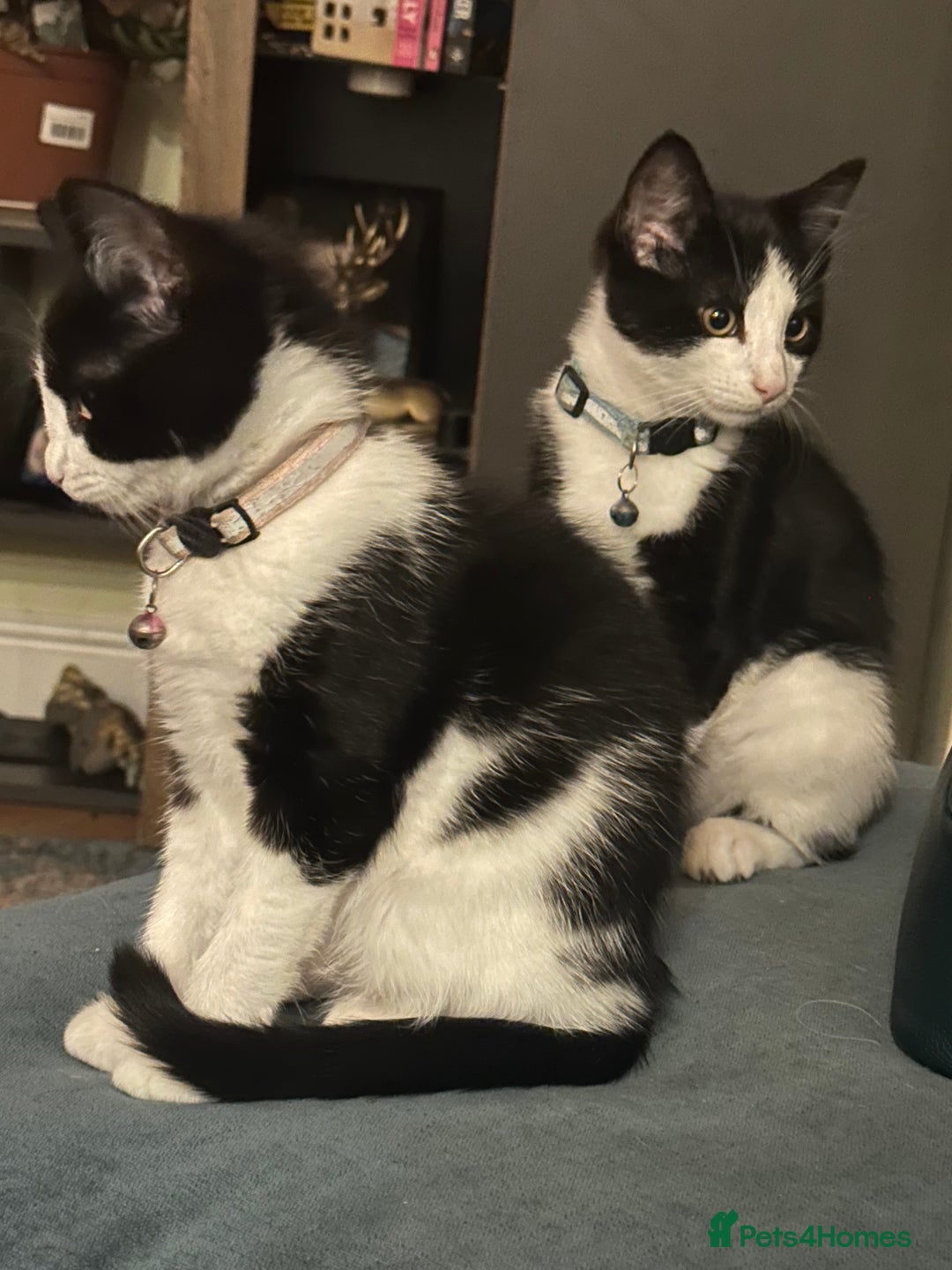 Mixed Breed cats for sale: Beautiful tuxedo kittens  - Image 9