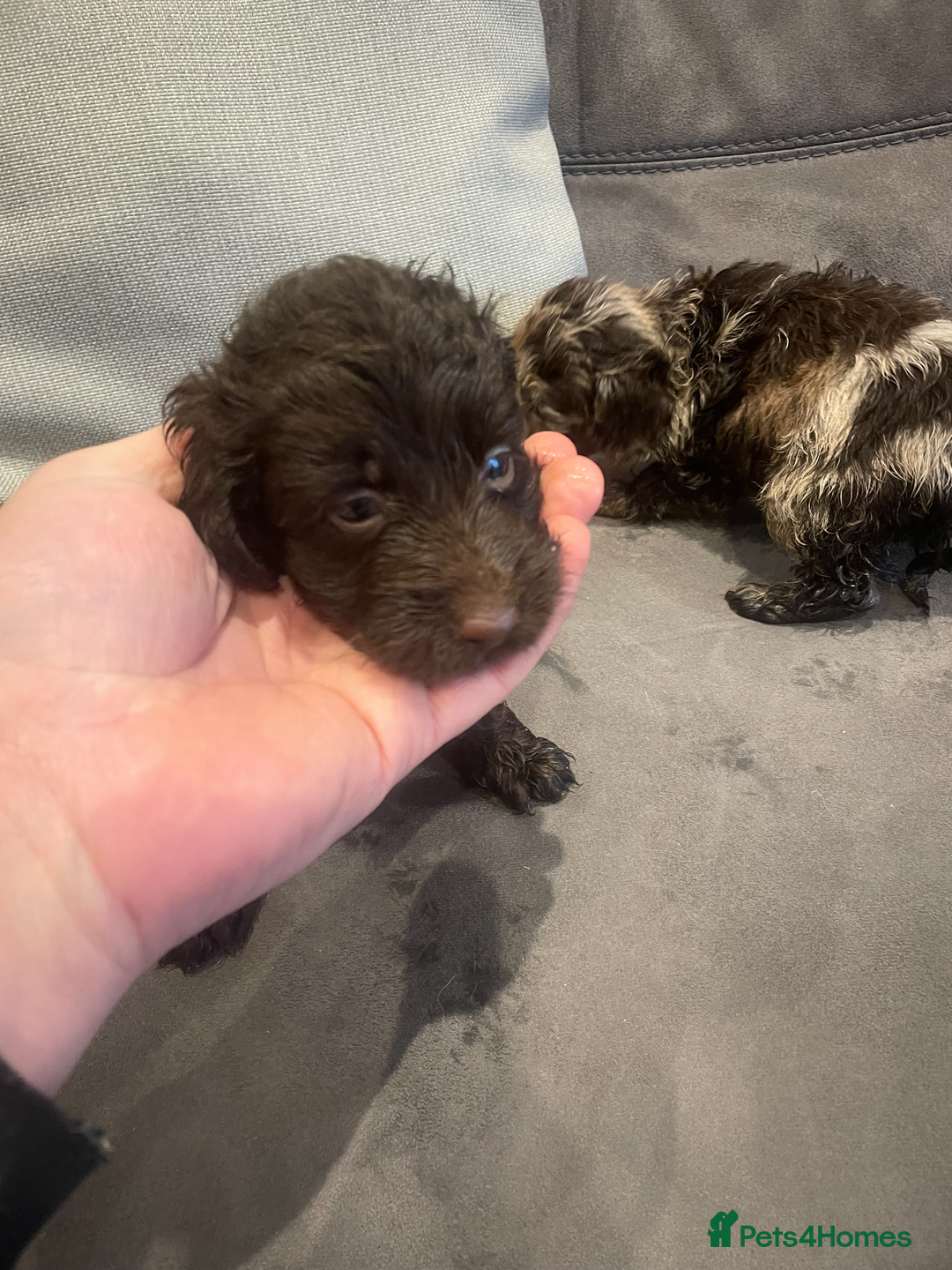 Cockapoo dogs for sale: Adorable cockapoo puppies - Advert 8