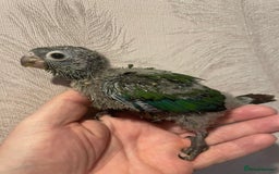 Conures birds for sale: Conure crimson Bellied  - Image 4