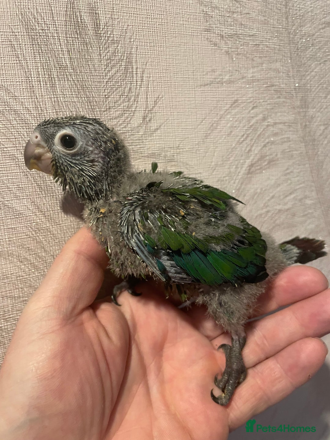 Conures birds for sale: Conure crimson Bellied  - Image 4