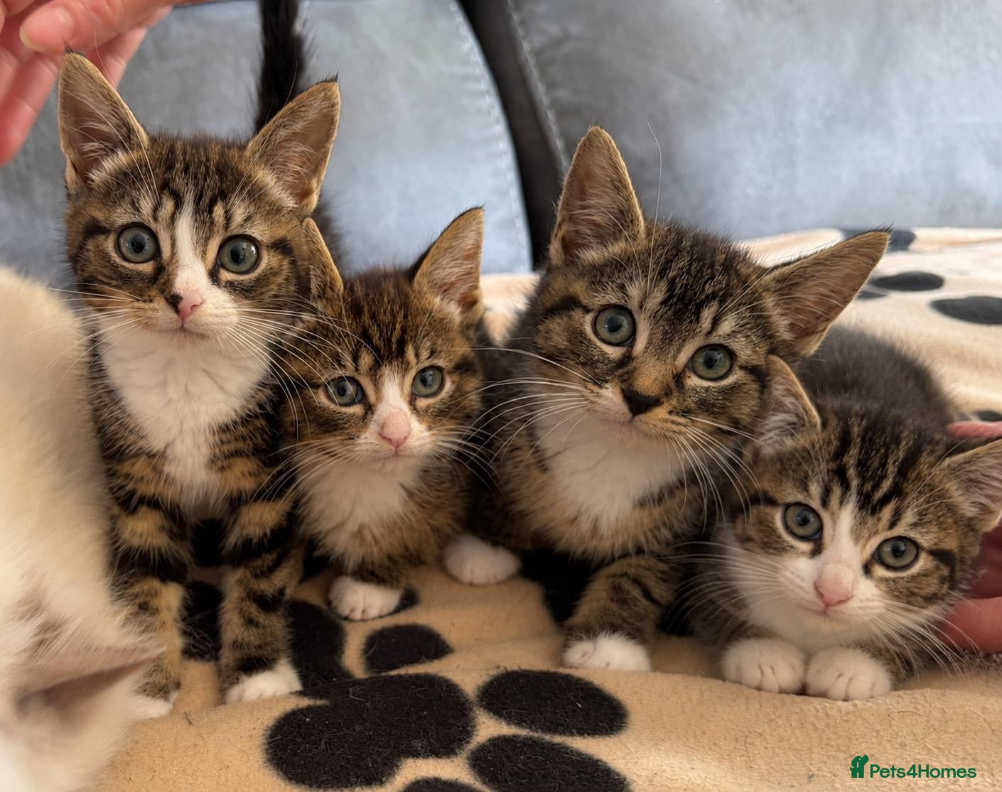 Mixed Breed cats ❤️MARIO, LUIGI, PRINCESS PEACH & 💙DRIBBLE  - Advert 1