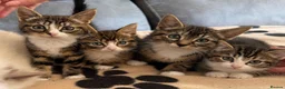 Mixed Breed cats for adoption: ❤️MARIO, LUIGI, PRINCESS PEACH & 💙DRIBBLE  - Advert 1