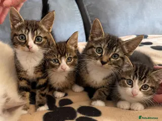 Mixed Breed cats ❤️MARIO, LUIGI, PRINCESS PEACH & 💙DRIBBLE - Advert 1