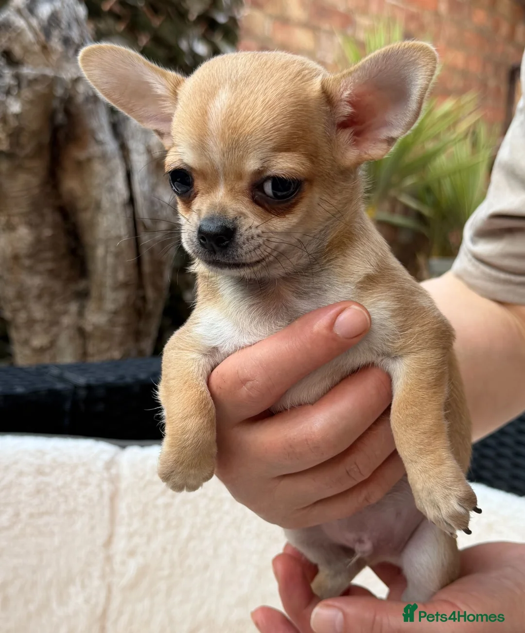 Chihuahua dogs for sale:  Gorgeous Brown Male and White Female Chihuahuas - Advert 2