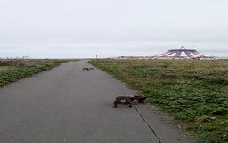 Dachshund dogs for sale: Dachshund  - Image 3