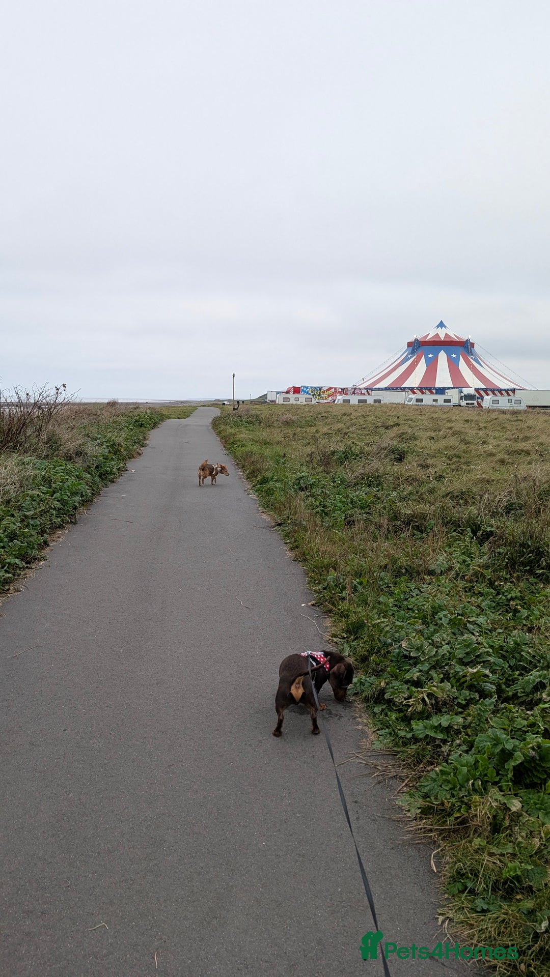 Dachshund dogs for sale: Dachshund  - Image 3