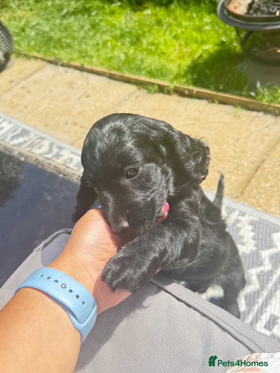 Cockapoo dogs for sale: 2 left! Will you be my forever home? F2 cockapoos  - Image 14