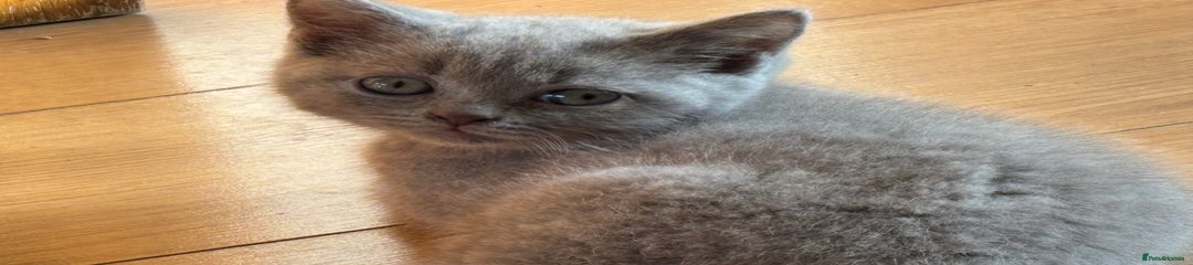 British Shorthair Kitten 1