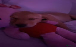 Labrador Retriever dogs for sale: Labrador for sale - Image 3